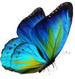 butterfly_COLOURED butterfly_COLOURED
